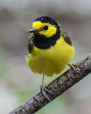 Hooded Warbler poses on branch after bath.jpg