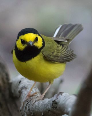 Hooded Warbler poses on tree.jpg