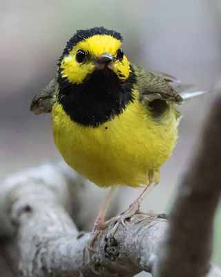 Hooded Warbler shakes on tree after bath.jpg
