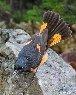 American Redstart about to bathe.jpg
