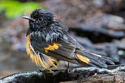 American Redstart poses after bath.jpg