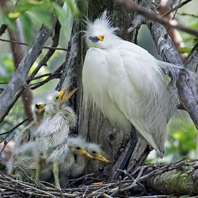 Snowy Egret babies look at mom.jpg