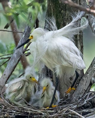 Snowy Egret mom, feathers flying, w 2 babies.jpg