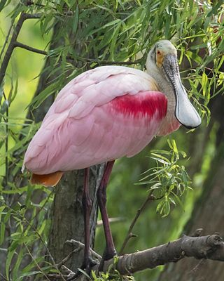 Spoonbill poses on branch.jpg