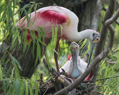 Spoonbill pair on nest.jpg