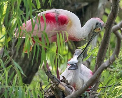 Spoonbill pokes beak into mate's beak.jpg