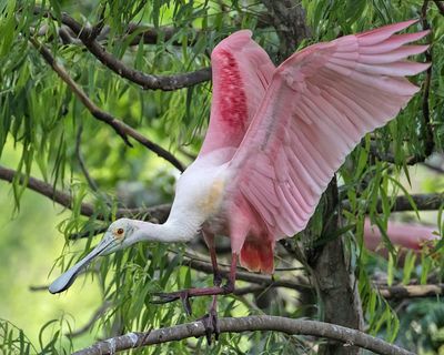 Spoonbill walks on branch, wings up.jpg