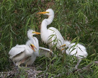 Great Egret family on nest.jpg