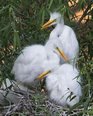 Great Egret young,3 resting.jpg