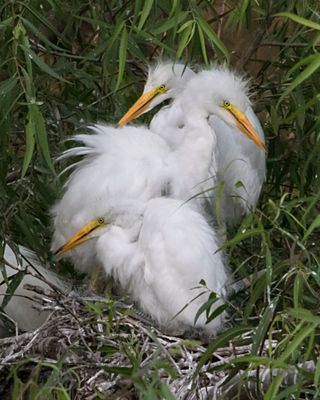 Great Egret young rest together.jpg