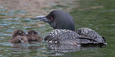loons_and_babies_july_2025