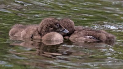 Loon baby siblings cuddle.jpg