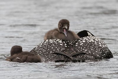Loon baby yells on back as mom fishes.jpg
