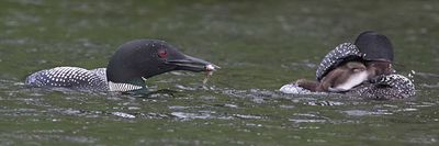 Loon brings fish as baby climbs under mom's wing.jpg