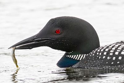 Loon closeup with fish.jpg