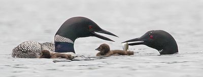 Loon dad brings fish to mom.jpg