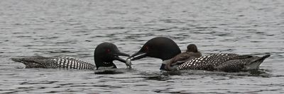 Loon dad gives mom fish, baby on back.jpg