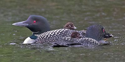 Loon dad has fish as babies sit by mom.jpg