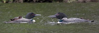 Loon dad tries to get fish as baby sits on mom's back.jpg