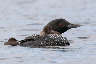 Loon faces right, 1 baby on back,2nd behind.jpg