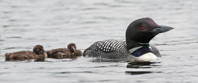 Loon looks proud with 2 babies behind.jpg