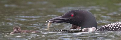 Loon mom comes toward baby with fish.jpg