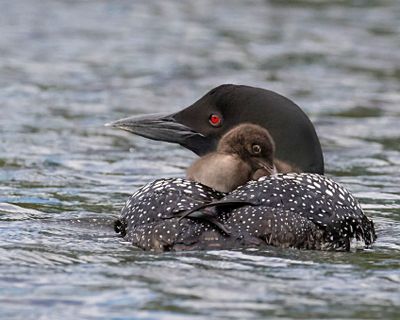 Loon mom has baby on her back, back view.jpg