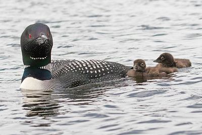 Loon mom looks ahead with 2 babies.jpg