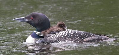 Loon mom swims with baby on back.jpg