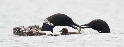 Loon mom with  babies grabs fish from dad.jpg