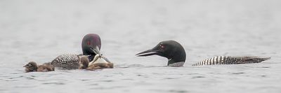Loon mom with babies just got fish from dad.jpg