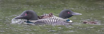 Loon pair, 1 baby on back and 1 looking in water.jpg