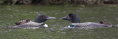 Loon pair, 2 babies, one on back.jpg