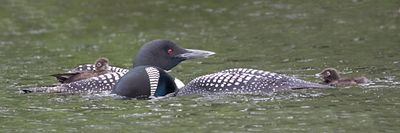 Loon pair, dad's head in water, 1 baby on back.jpg