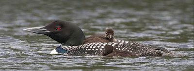 Loon w 1 baby on back, 1 by side.jpg