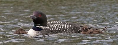 Loon with 2 babies, one stretches leg.jpg