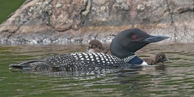 Loon with baby on back and 1 in front.jpg