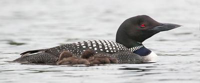 loons_and_babies_july_2025