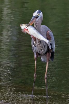 GB Heron holds big fish.jpg