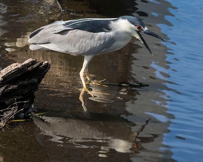 BC Night Heron opens beak by pond.jpg