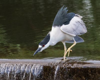BCN Heron about to fly over falls.jpg