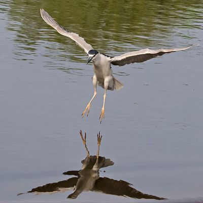 BCNHeron about to land.jpg