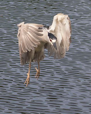 BCNHeron about to land2.jpg