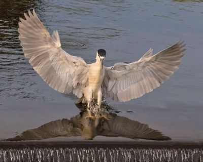 BCNHeron spreads wings and lands.jpg
