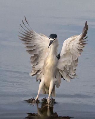 BCNHeron's ruffled landing.jpg