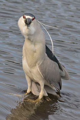 BCNHeron about to swallow the tail end.jpg