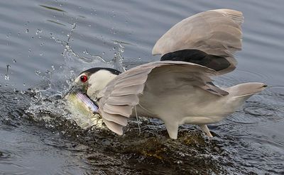BCNHeron catching a fish.jpg