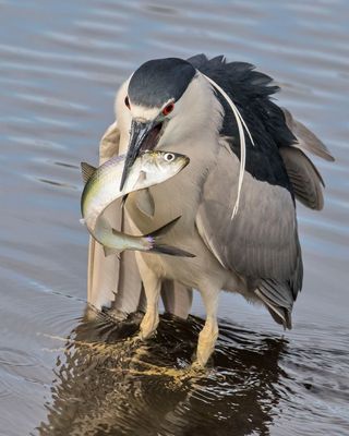 BCNHeron fluffed up with big fish.jpg