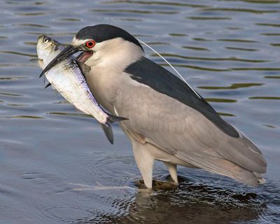 BCNHeron is happy with his big fish.jpg