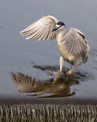 BCNHeron landing at dam.jpg